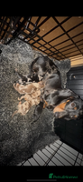 Miniature Dachshund dogs - Advert 4