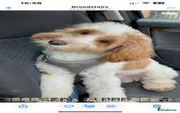 Cockapoo dogs for sale: 14 month old cockapoo - Image 1