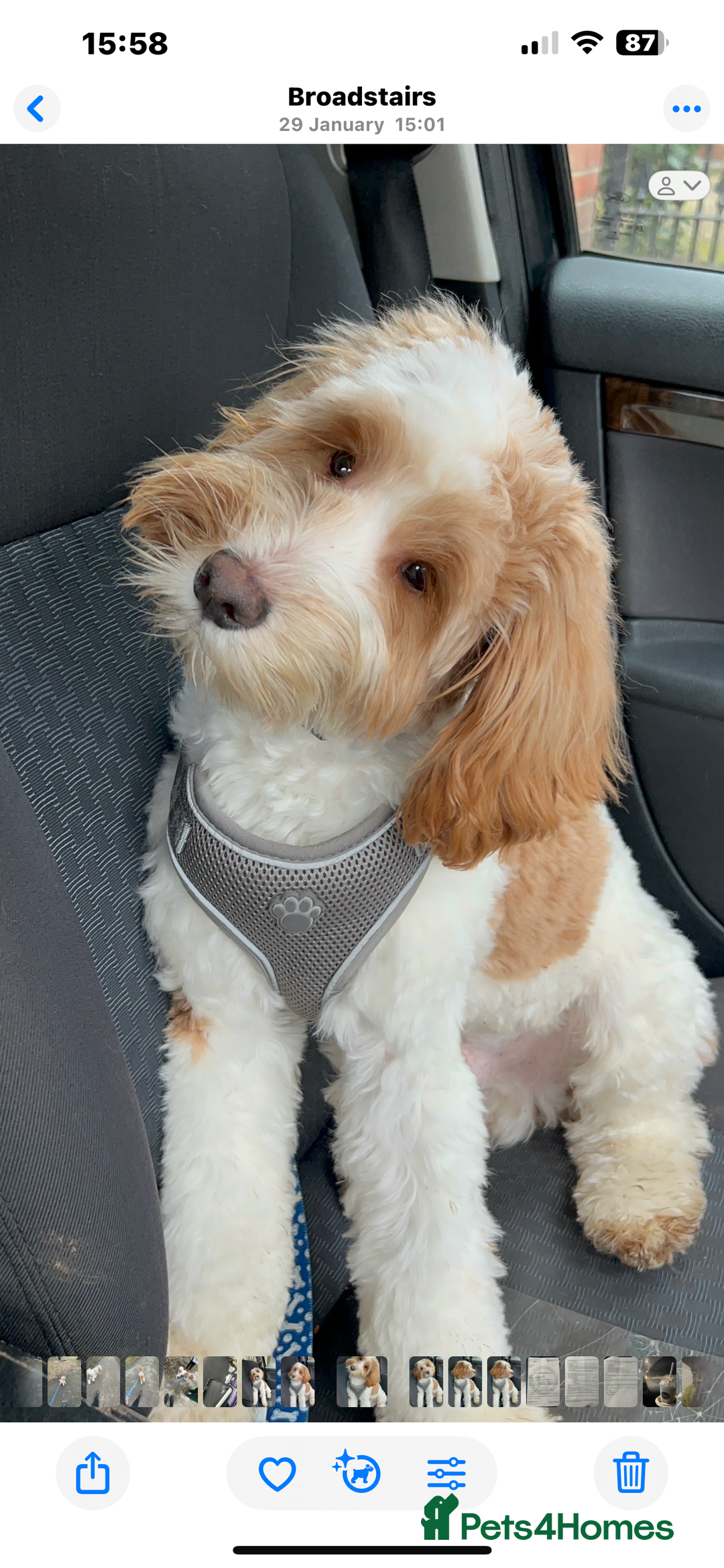 Cockapoo dogs for sale: 14 month old cockapoo - Image 1