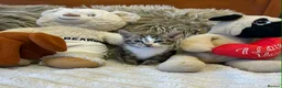 Mixed Breed cats for sale: 🩷Cross Maine Coone Kittens🩷 - Advert 27
