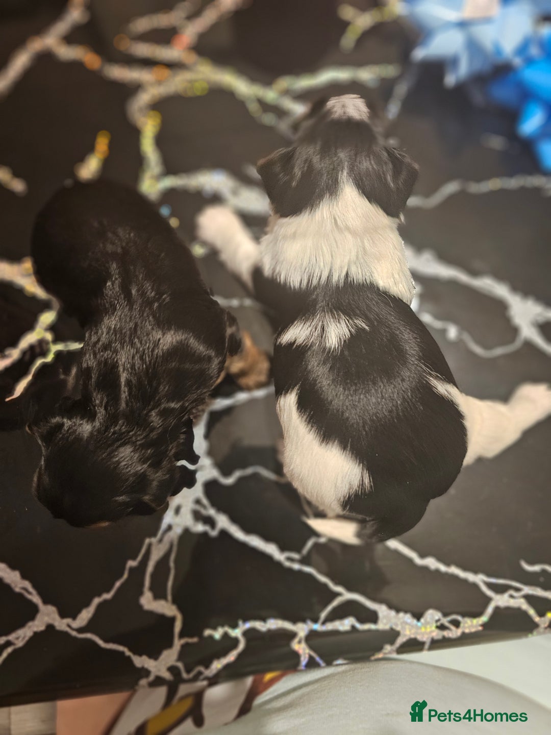 Yorkshire Terrier dogs for sale: Yorki baby - Advert 13