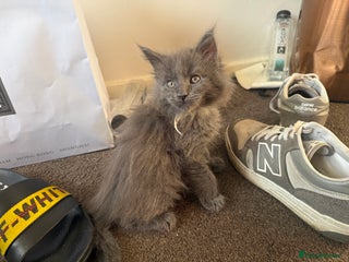 Maine Coon cats LAST 2 Mainecoon Kittens Maine Coon Purebred - Advert 13