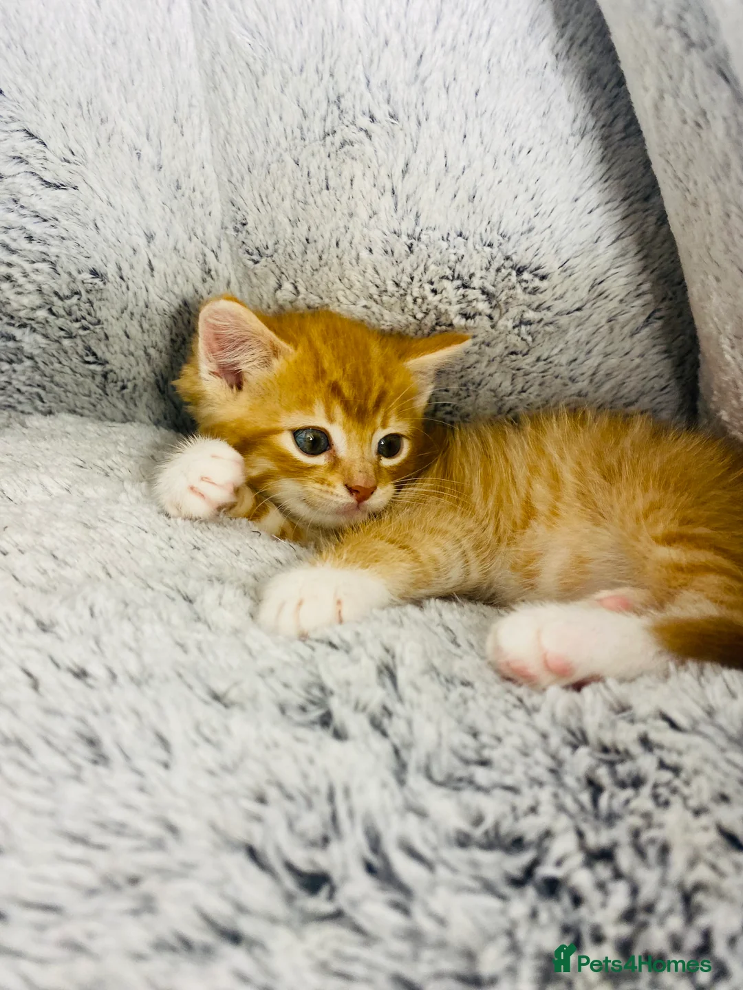 Mixed Breed cats for sale: Adorable Male Ginger And White Kitten Ready To Go - Advert 1