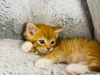 Mixed Breed cats Adorable Male Ginger And White Kitten Ready To Go - Advert 6