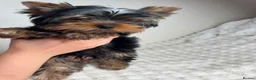 Yorkshire Terrier dogs for sale: Beautiful KC Registered Puppies - Advert 3