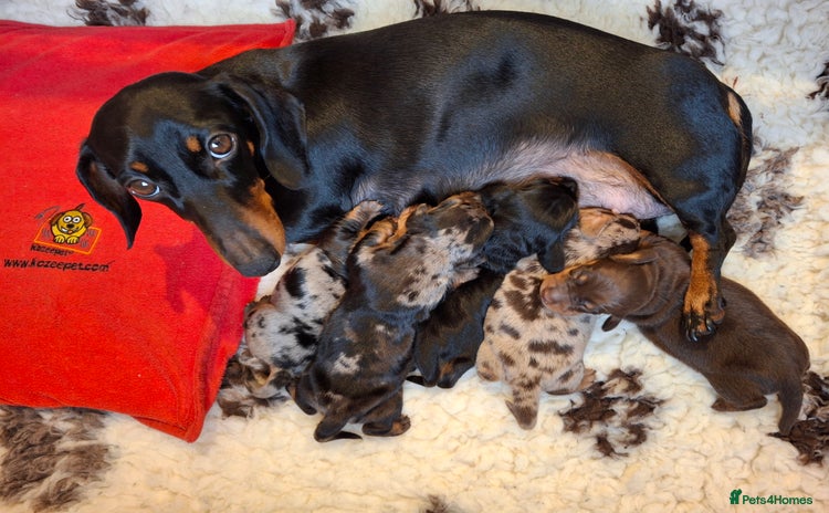 Miniature Dachshund dogs 🐾❤️ KC Reg Smooth Haired Miniature Dachshunds  - Advert 2