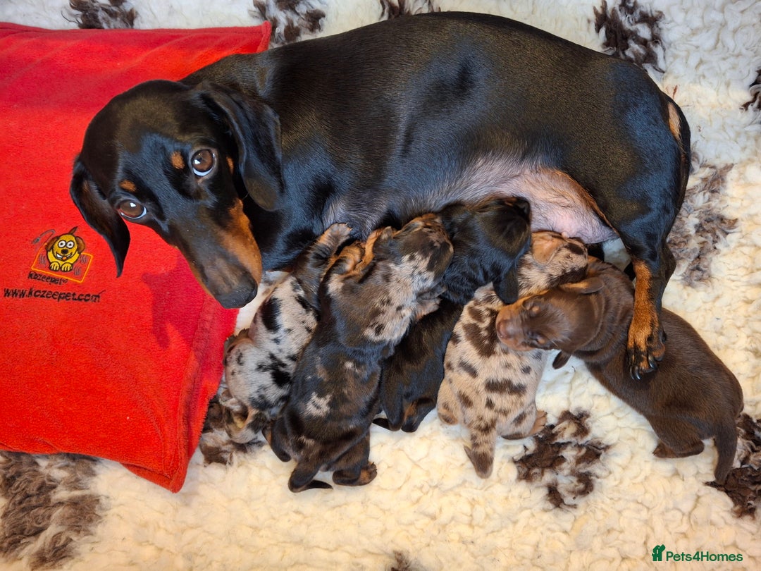 Miniature Dachshund dogs for sale: 🐾❤️ KC Reg Smooth Haired Miniature Dachshunds  - Advert 1