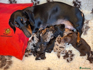 Miniature Dachshund dogs for sale: 🐾❤️ KC Reg Smooth Haired Miniature Dachshunds - Advert 1
