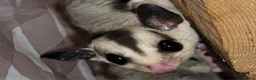Sugar Glider rodents for sale: Lonely male sugar glider joey looking for a friend - Advert 10