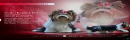 Biewer Terrier dogs for sale: Biewer terrier puppy  - Advert 5
