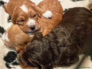 Cocker Spaniel dogs Working Cocker Spaniels (F1B) health checked. - Advert 12