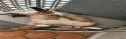 Ragdoll cats for sale: Beautiful Blue-Eyed Ragdoll for forever home in Dagenham - Advert 4