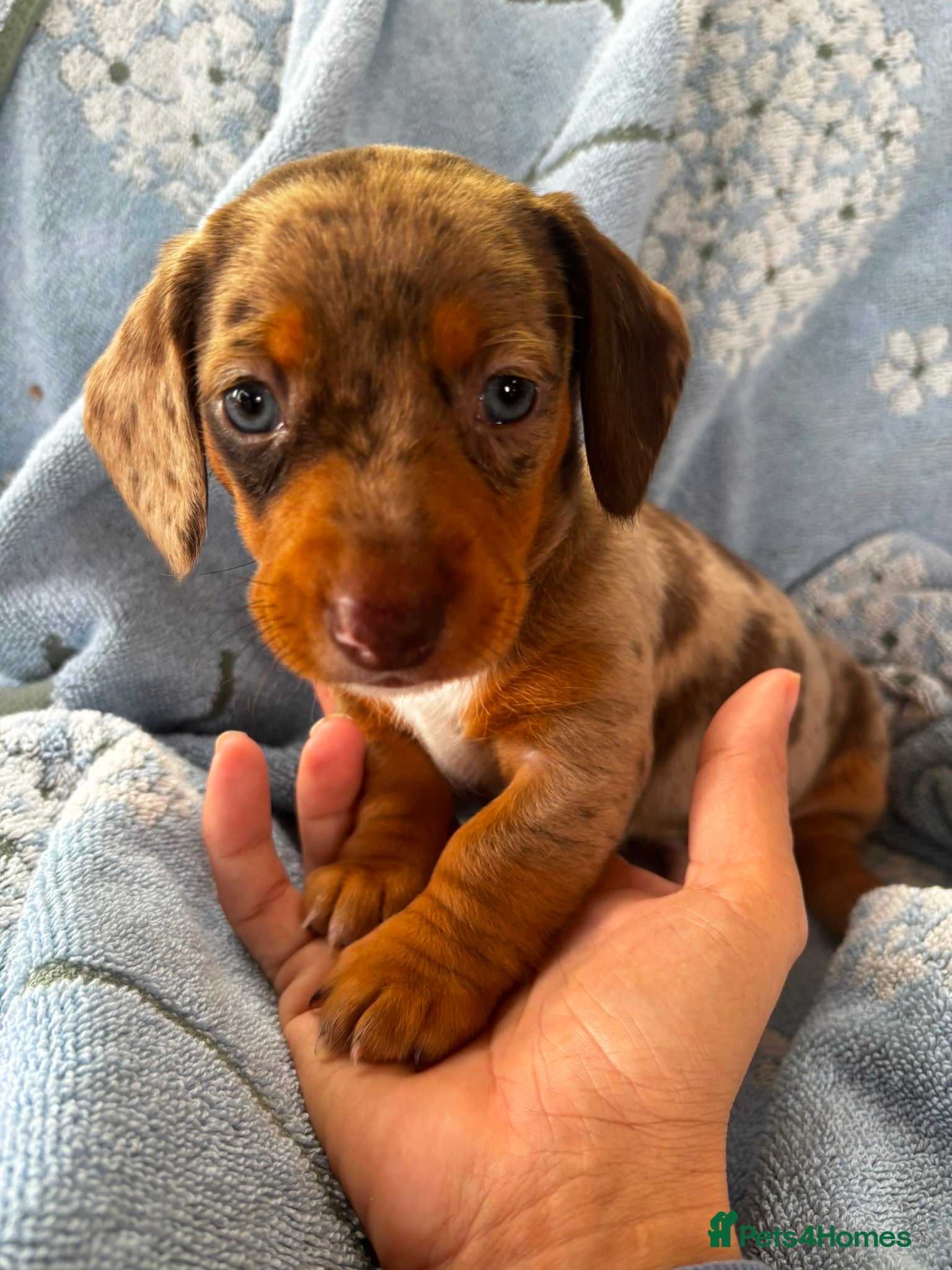 Miniature Dachshund dogs for sale: Miniature dachshund puppies - Advert 16