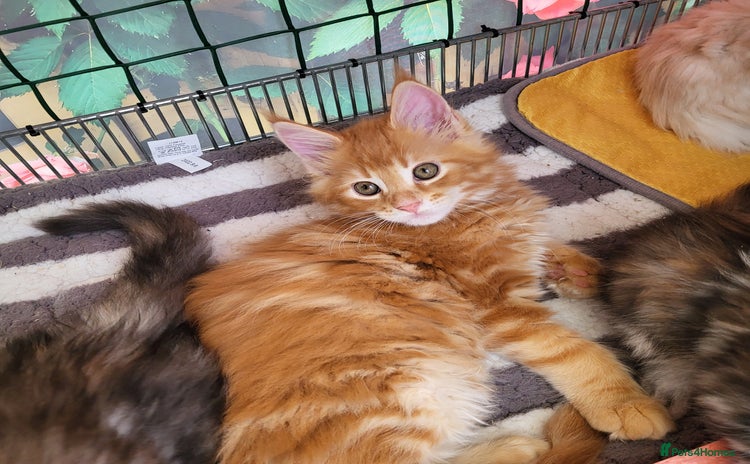 Maine Coon cats - Advert 1