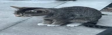 Grey tabby female