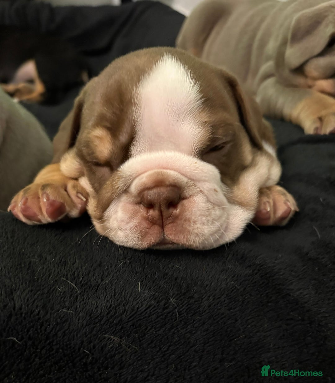 English Bulldog dogs for sale: English bulldog puppies  - Advert 11