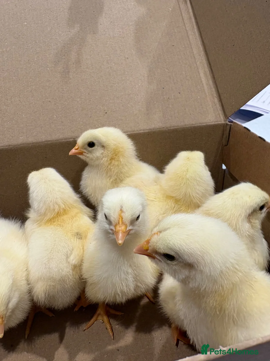 Chickens poultry for sale: Light Sussex chicks  - Advert 1