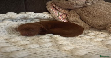 Cockapoo dogs Gorgeous Fox red F1B cockapoos - Advert 3