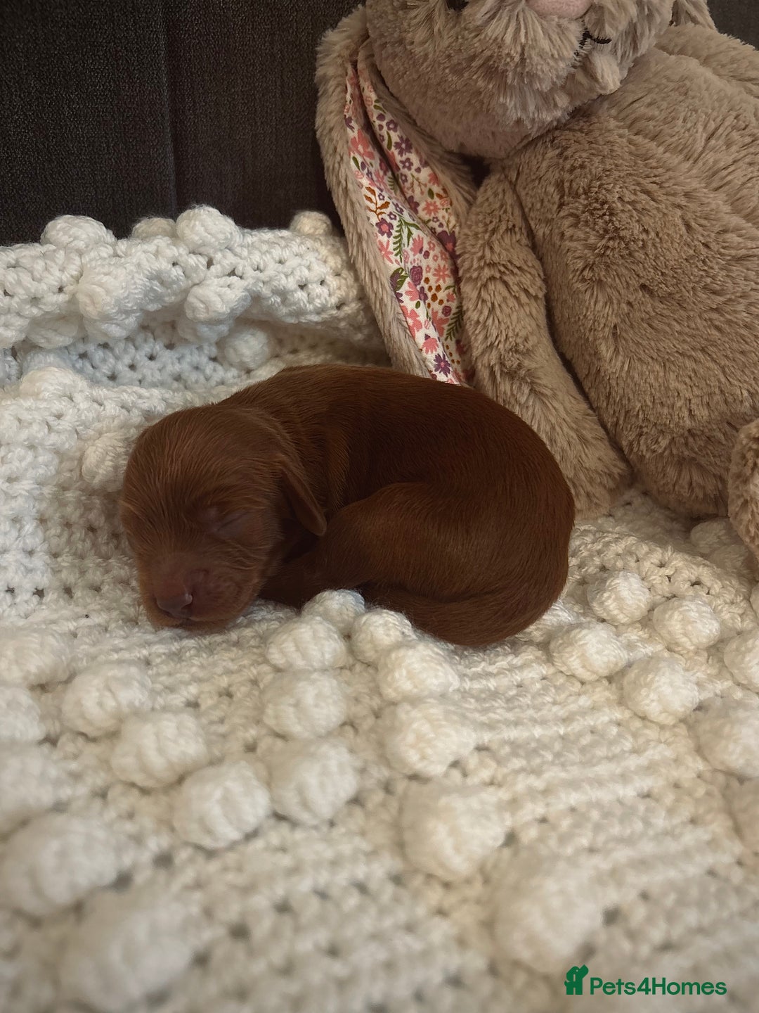 Cockapoo dogs for sale: Gorgeous Fox red F1B cockapoos - Image 3