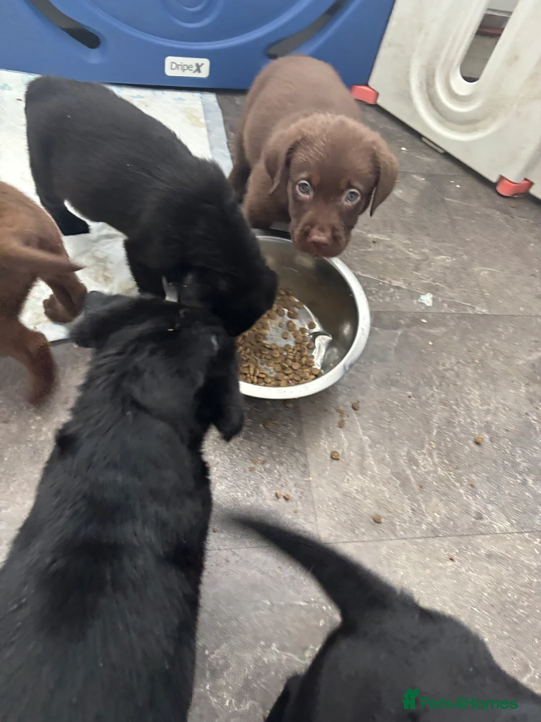 Labrador Retriever dogs for sale: Labrador puppies  - Advert 4