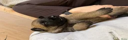 Mixed Breed dogs for sale: Incredible Belgian MalinoisxGerman shepherd pups - Advert 2