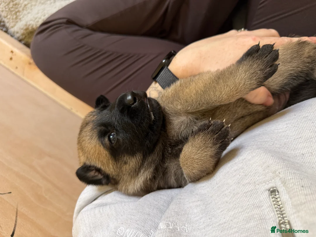 Mixed Breed dogs for sale: Incredible Belgian MalinoisxGerman shepherd pups - Advert 2