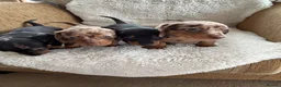 Miniature Dachshund dogs for sale: Miniature short hair dachshund - Advert 5