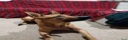 Mixed Breed dogs for sale: Dutch shepherd  - Advert 4