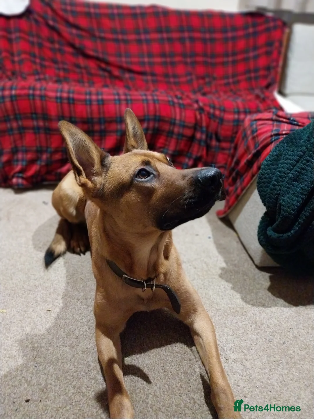 Mixed Breed dogs for sale: Dutch shepherd  - Advert 4