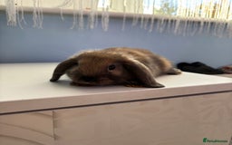 Mini Lop rabbits for sale: 3 pure Mini Lop left  - Image 13