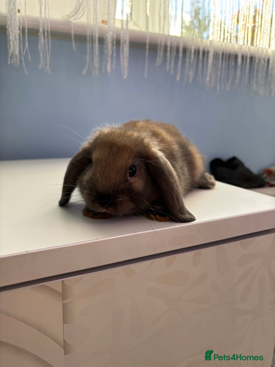 Mini Lop rabbits for sale: 3 pure Mini Lop left  - Image 13