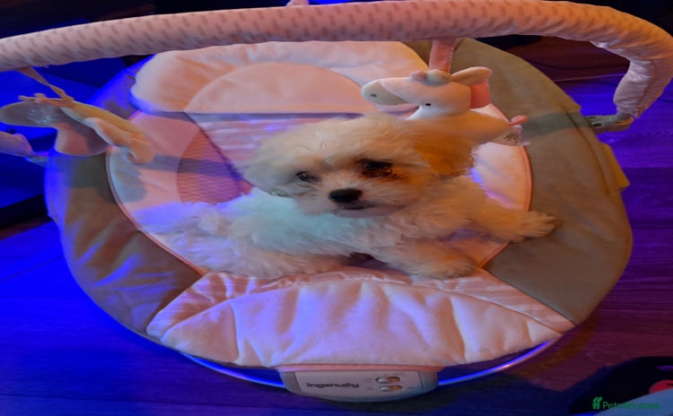 Bichon Frise dogs - Advert 1