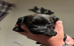 Doxiepoo dogs for sale: Doxiepoo f1 - Image 13