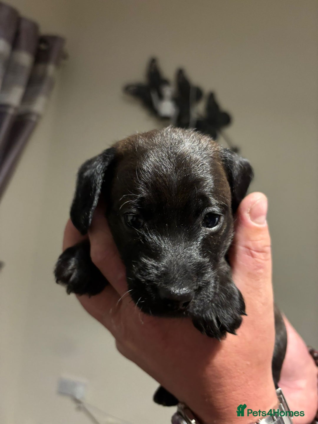 Doxiepoo dogs for sale: Doxiepoo f1 - Image 13