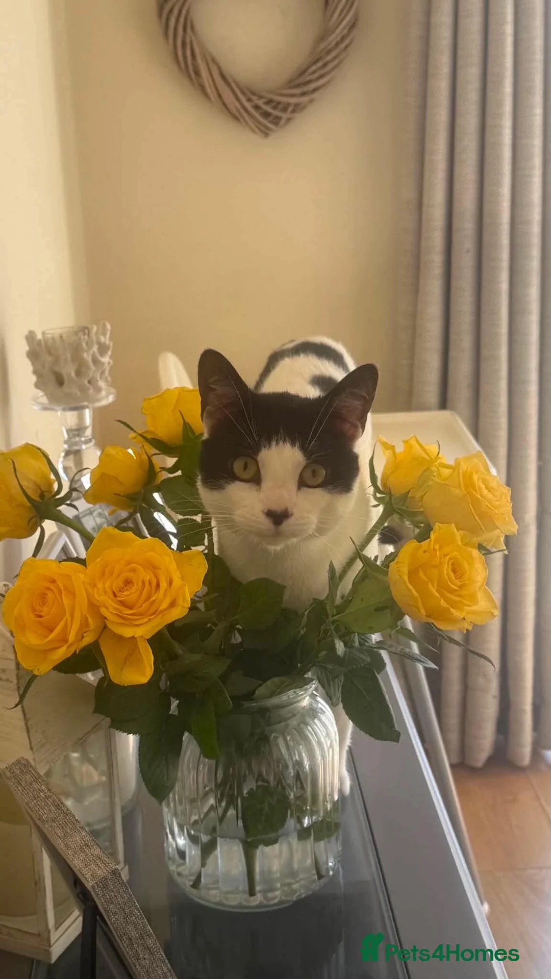 Mixed Breed cats for sale: Male neutered cat in Torquay - Advert 4