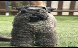 Kerry Blue Terrier dogs for sale: Kerry blue terrier  - Image 2