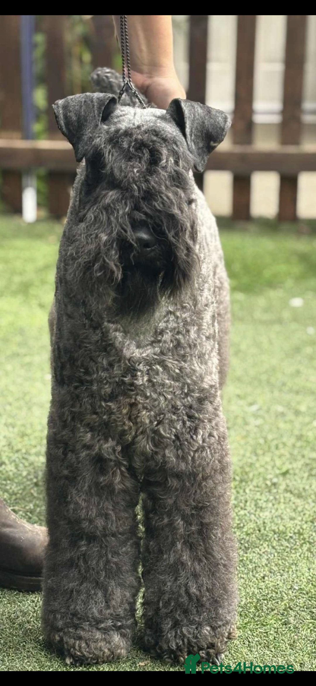 Kerry Blue Terrier dogs for sale: Kerry blue terrier  - Image 2