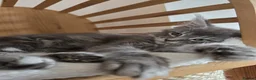 Maine Coon cats for sale: Three beautiful Maine Coon kittens - Advert 22