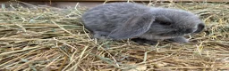 Mini Lop rabbits for sale: Gorgeous pure Mini lops  - Advert 8