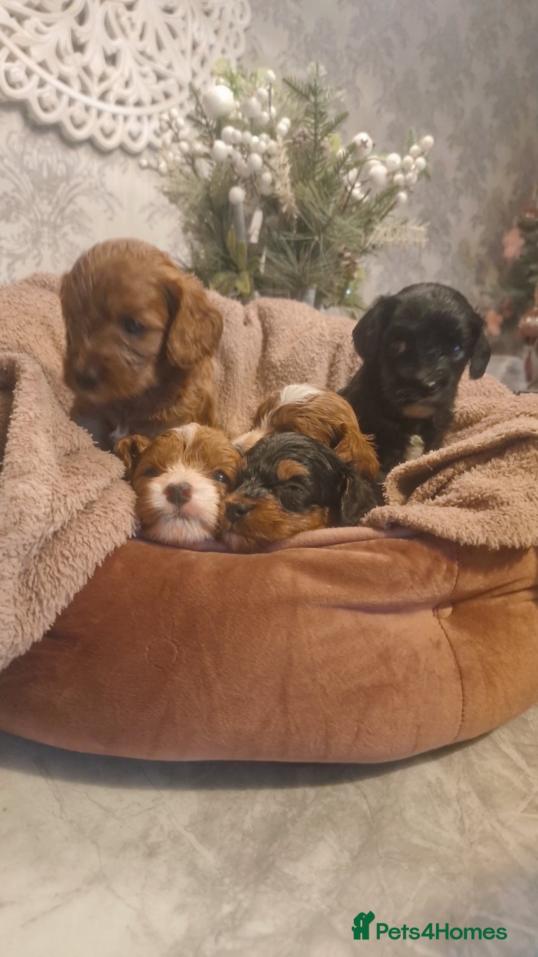 Cavapoo dogs for sale: Beautiful cavapoo puppies  - Advert 18