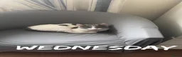 Domestic Shorthair cats for sale: Female Domestic Shorthair Cat Grey and White in Croydon - Advert 7