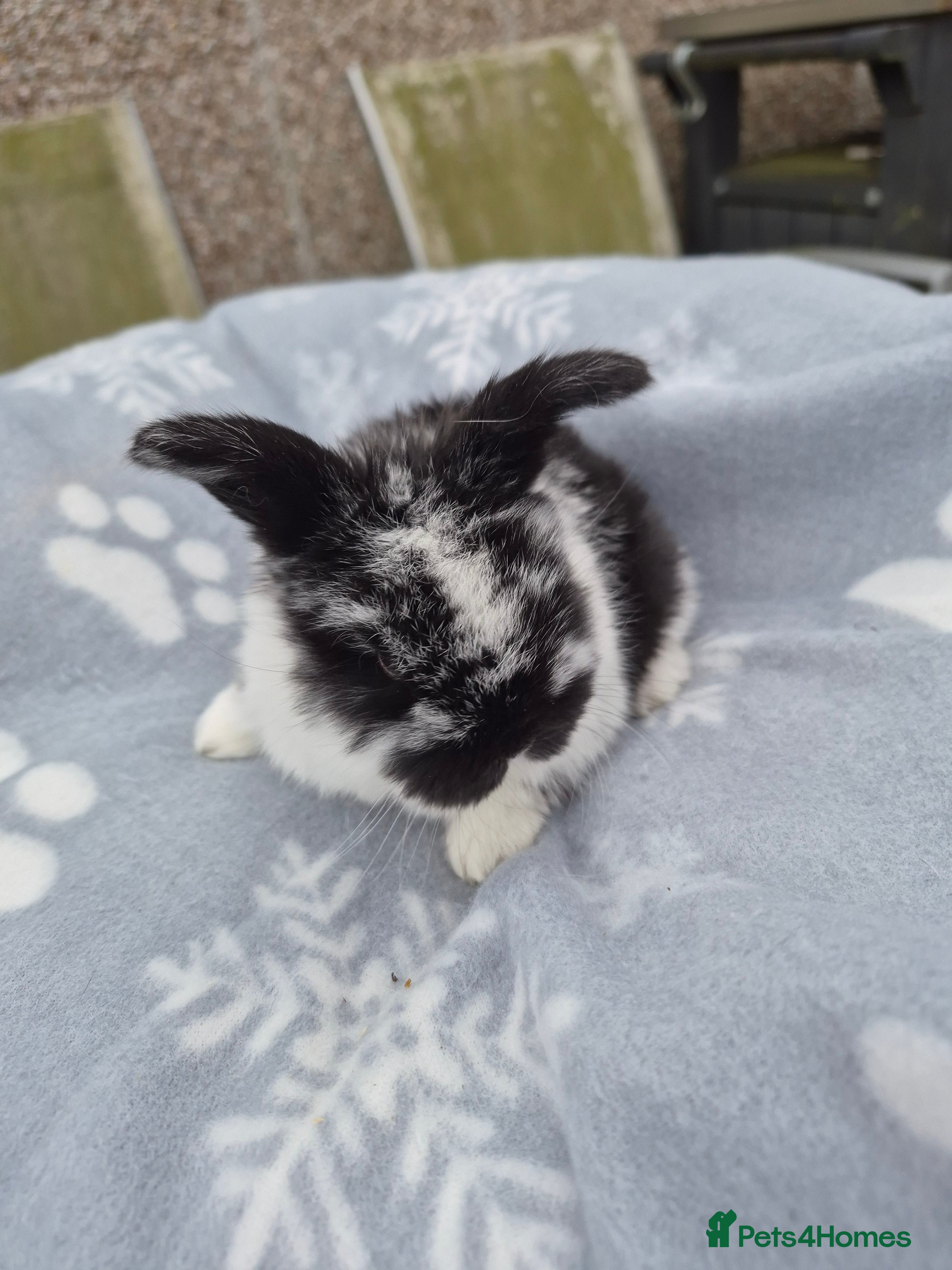 Mini Lop rabbits Mini lop.ear bunnies. - Advert 4