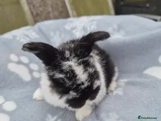 Mini Lop rabbits Mini lop.ear bunnies. - Advert 4