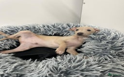 Italian Greyhound dogs for sale:  Italian Greyhound Puppies – Ready 6th October ✨ - Image 2
