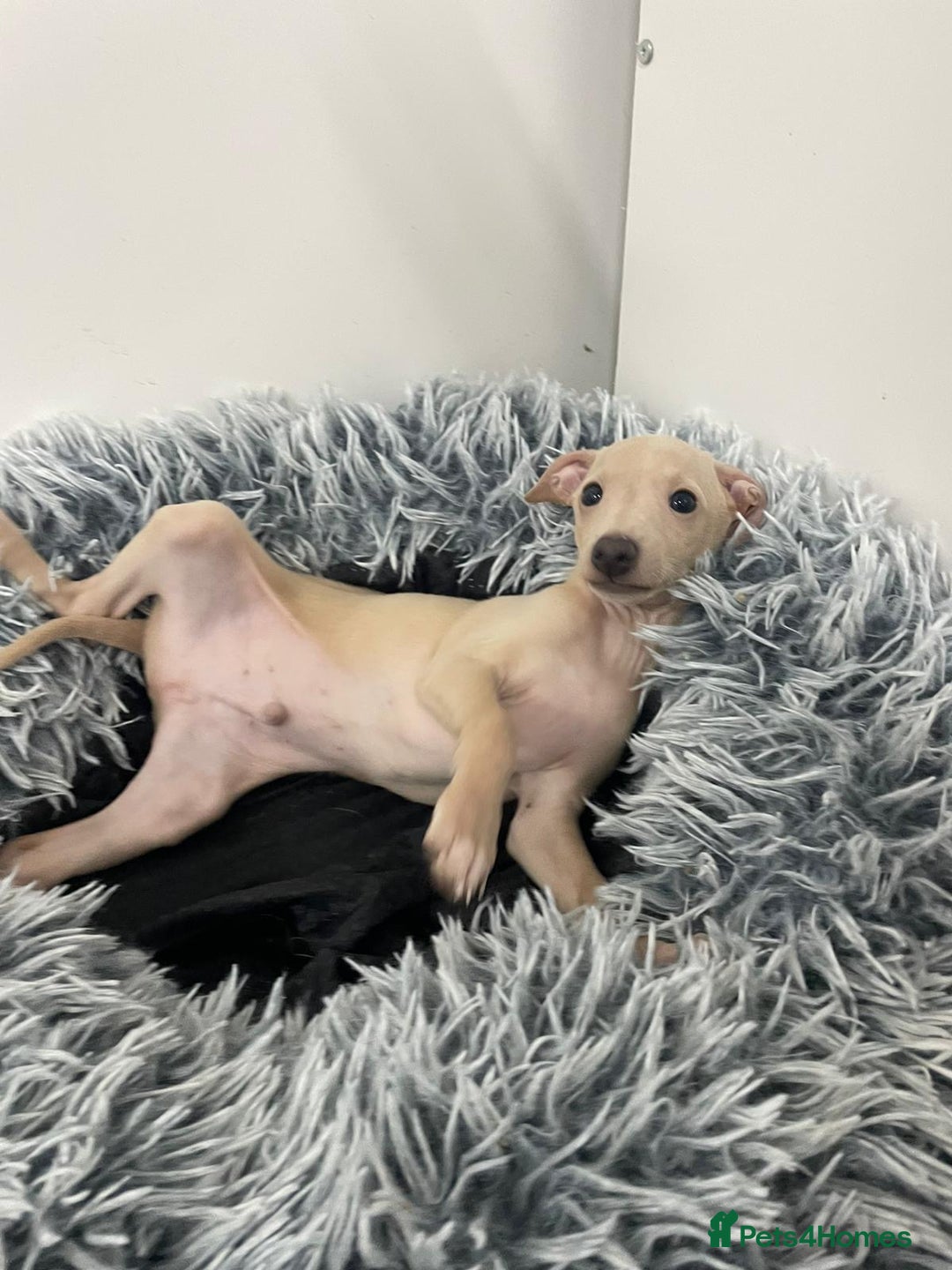 Italian Greyhound dogs for sale:  Italian Greyhound Puppies – Ready 6th October ✨ - Image 2