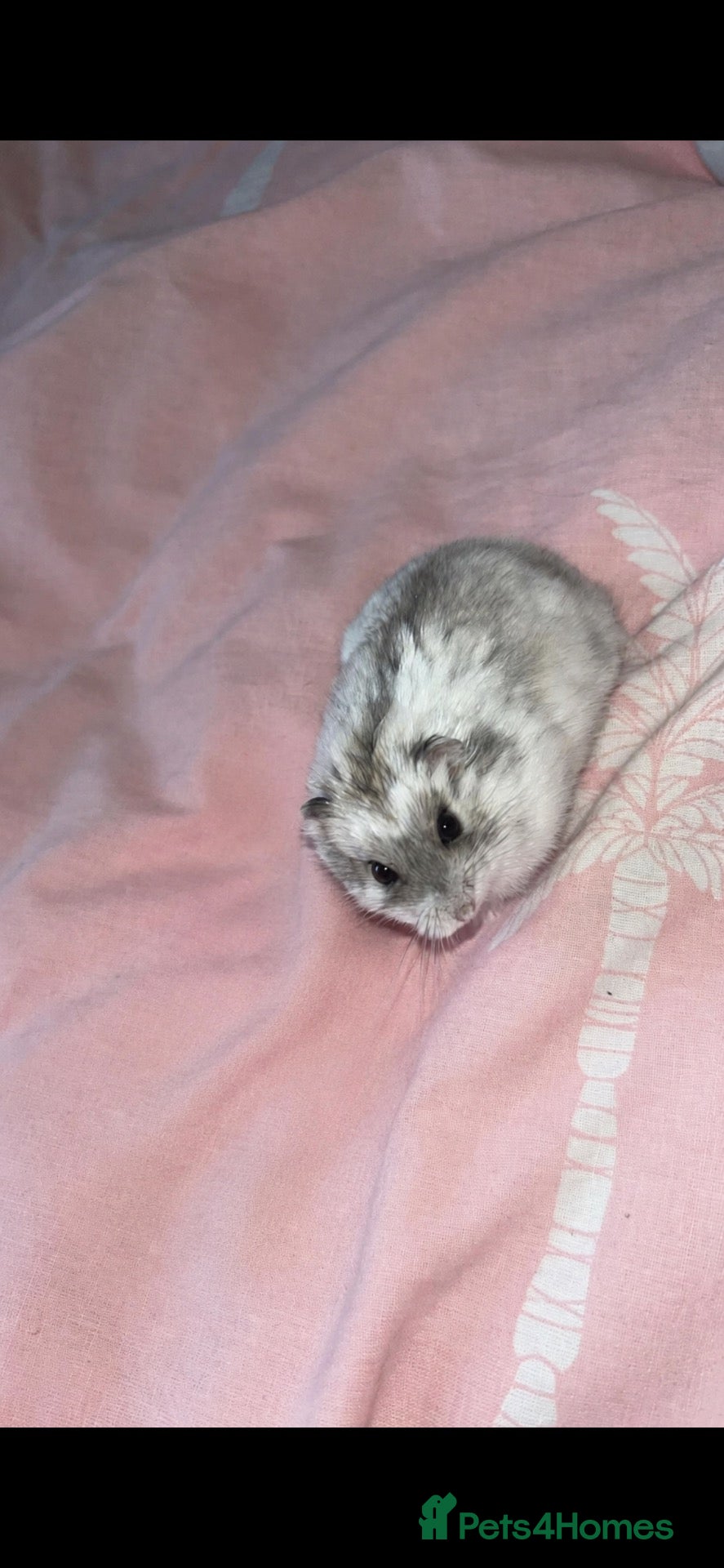 Hamster rodents Russian dwarf hamster  - Advert 4