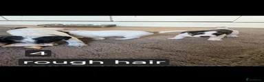 Jack Russell 4