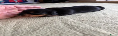 Miniature Dachshund Puppy 5