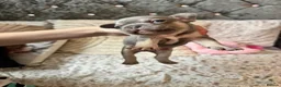 French Bulldog dogs for sale: KC Registered french bulldogs  - Advert 6