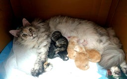 Maine Coon cats for sale: GCCF Pedigree Rare Red Shaded Silver Maine Coons - Advert 12